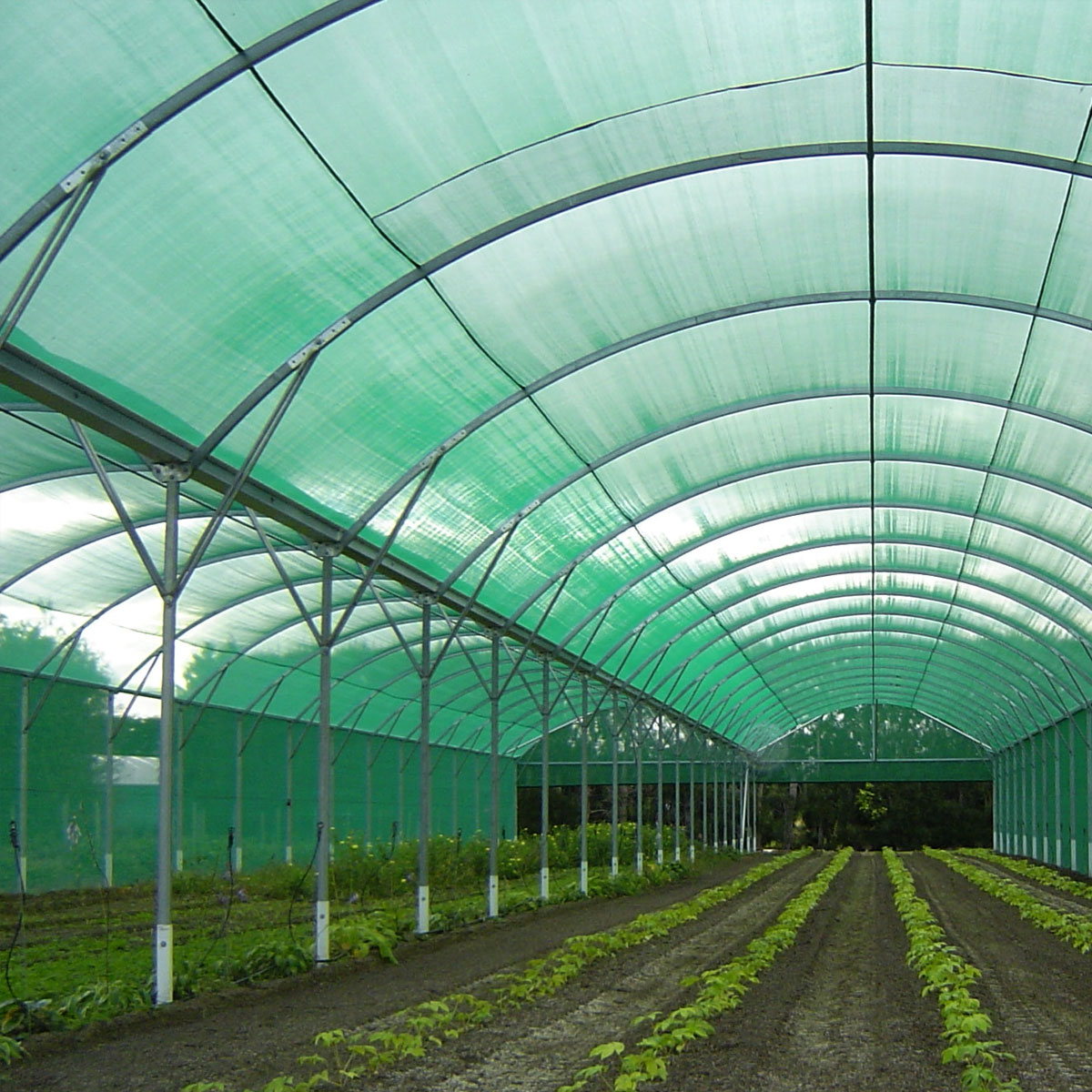 Shade Cloth: A Must-Have for Greenhouse Gardening